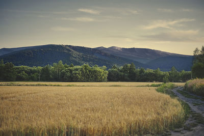 Scenic view of field against sky