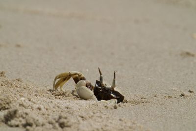 Close-up of crab on sand