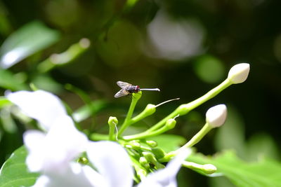 Close-up of insect on purple flower