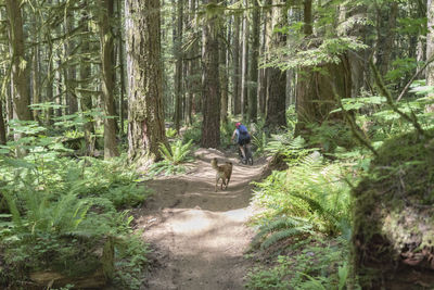 Rear view of man walking on footpath in forest