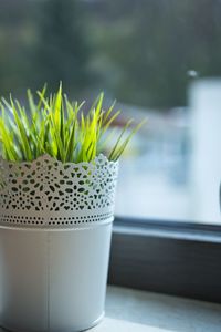 Close-up of potted plant on window sill