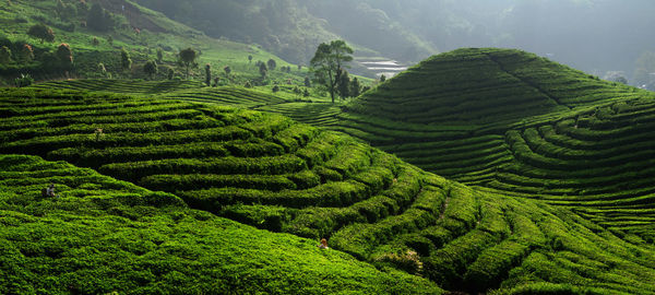 Tea plantation