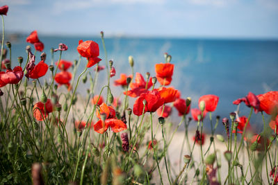 Close-up of red poppy flowers in sea