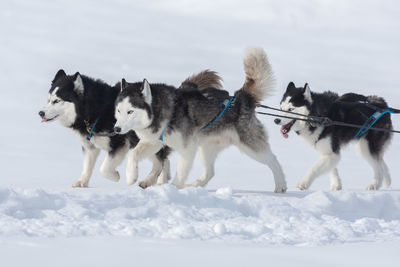 View of dogs on snow