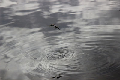 Close-up of ducks in water