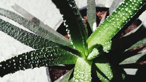 Close-up of succulent potted plant