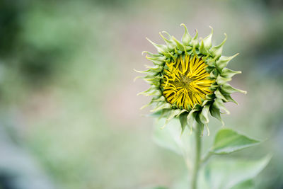 Close-up of yellow flower