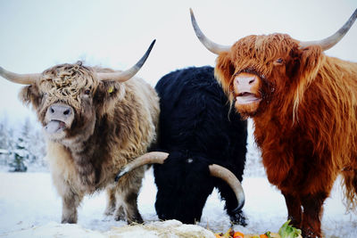 Highland cattle standing in a field closeup outdoors in winter 