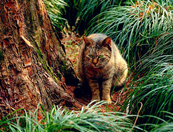 Portrait of a cat on grass