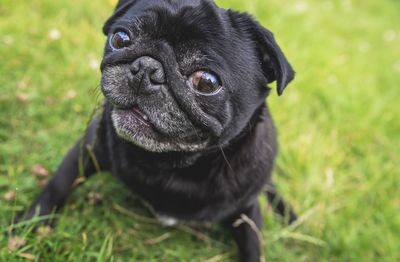 Close-up portrait of pug