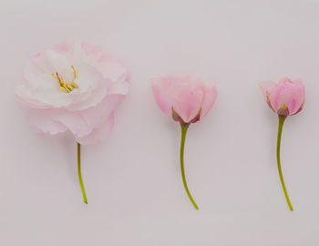 Close-up of pink flower over white background