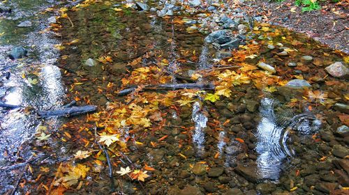 High angle view of maple tree during autumn