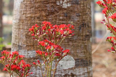 Close-up of red flowering plant