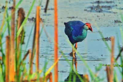 Close-up of bird perching on lake