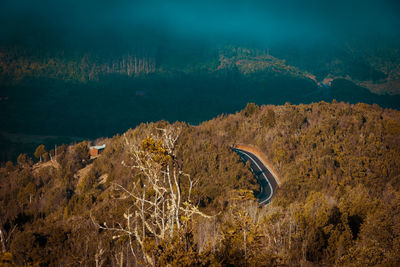 High angle view of trees on land