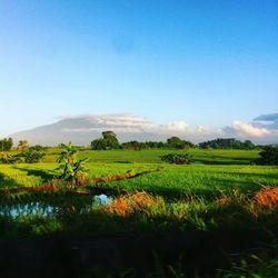 Scenic view of vineyard against clear blue sky