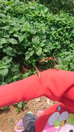 Low section of person with red leaves in yard