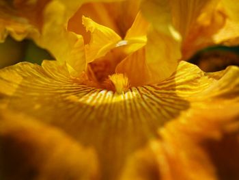 Full frame shot of yellow flower