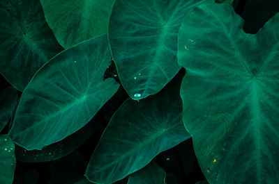 Close-up of fresh green leaf