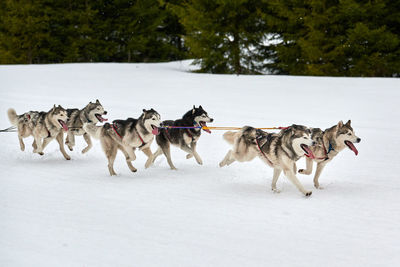 Running husky dog on sled dog racing. winter dog sport sled team competition. siberian husky dogs