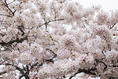Cherry blossoms blooming on tree branches