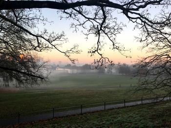 Trees on field against sky during foggy weather