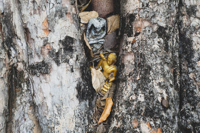 Close-up of insect on tree trunk