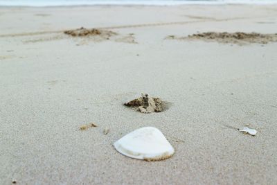 Close-up of shells on beach