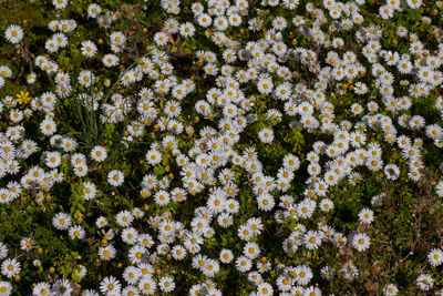 High angle view of white flowering plants