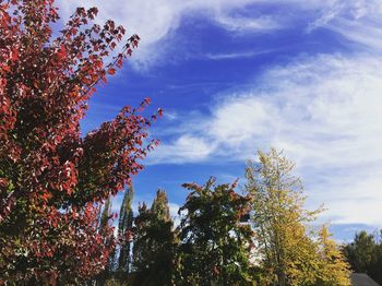 Low angle view of tree against sky