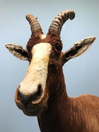 Close-up portrait of horse against sky