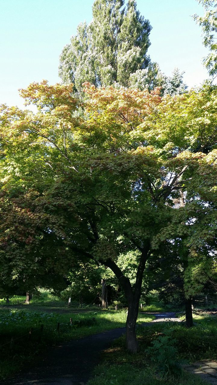 tree, grass, growth, clear sky, tranquility, tranquil scene, beauty in nature, nature, sunlight, green color, scenics, branch, park - man made space, shadow, field, grassy, tree trunk, sky, landscape, day