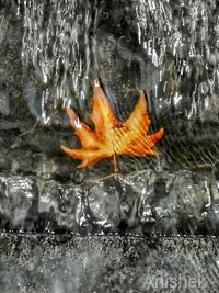 Close-up of leaves in water