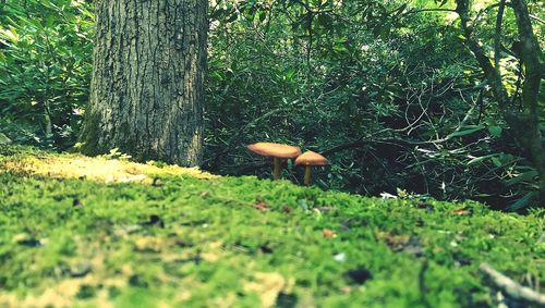 Trees growing in forest