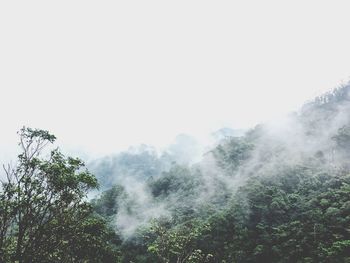 High section of trees in foggy weather