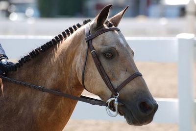 Gorgeous strawberry roan arabian horse under saddle at a horse show.