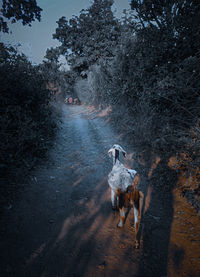 Group of goats walking on road in forest