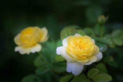 Close-up of white rose