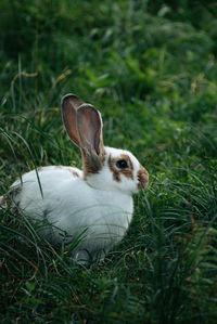 Close-up of a rabbit on field