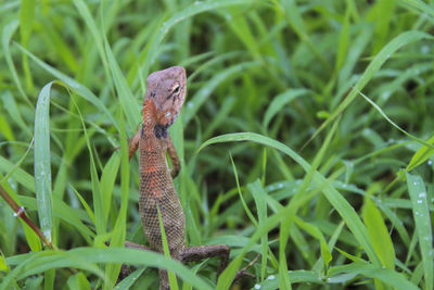 Close-up of a lizard on a field