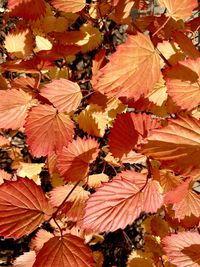 Close-up of maple leaves during autumn