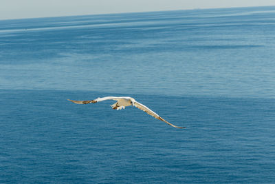 Seagulls flying over sea