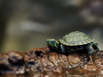 Close-up of tortoise