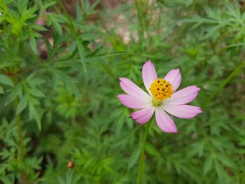 High angle view of honey bee on flower blooming outdoors