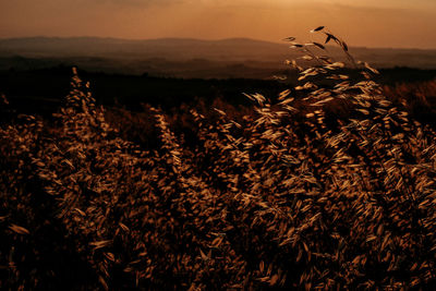 Close-up of crops growing on field against sky during sunset