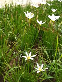 Close-up of white flowering plants on field