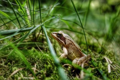 Close-up of frog on field