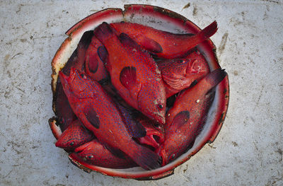 Close-up of red fish in bowl