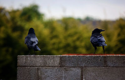 Bird perching on retaining wall