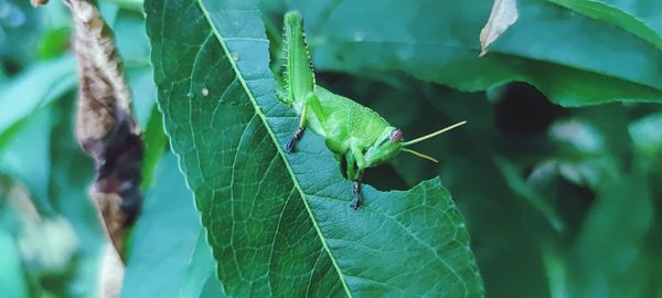 Close-up of insect on leaf